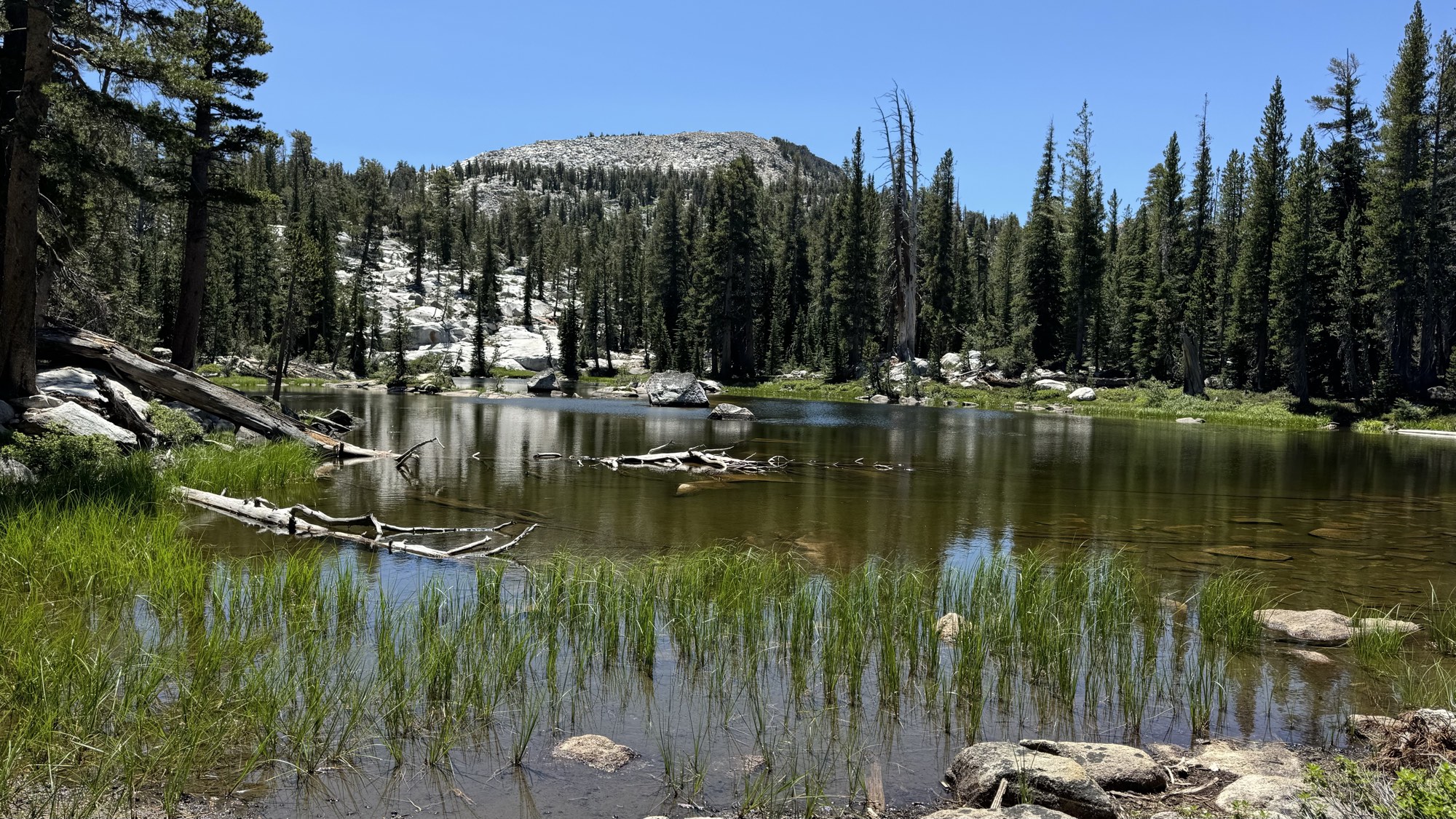 Shallow pond with driftwood in the Ten Lakes basin